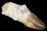 Fossil Rooted Mosasaur (Prognathodon) Tooth - Morocco #174341-1